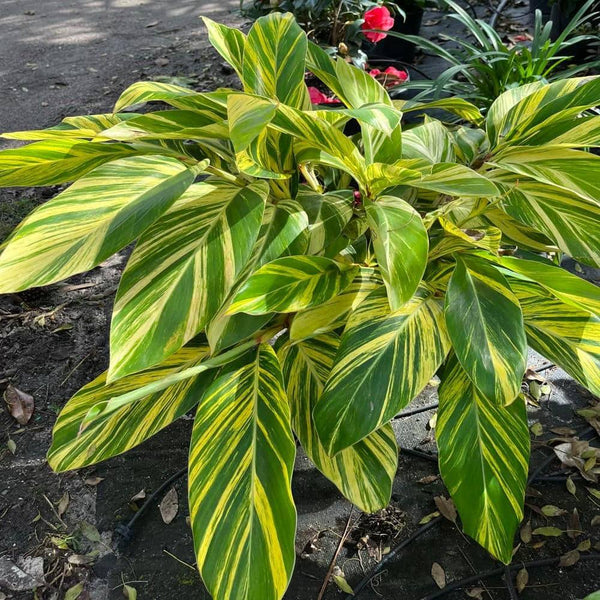 3 gal. Variegated Shell Ginger Shrub in A 10 in. Black Nursery Pot